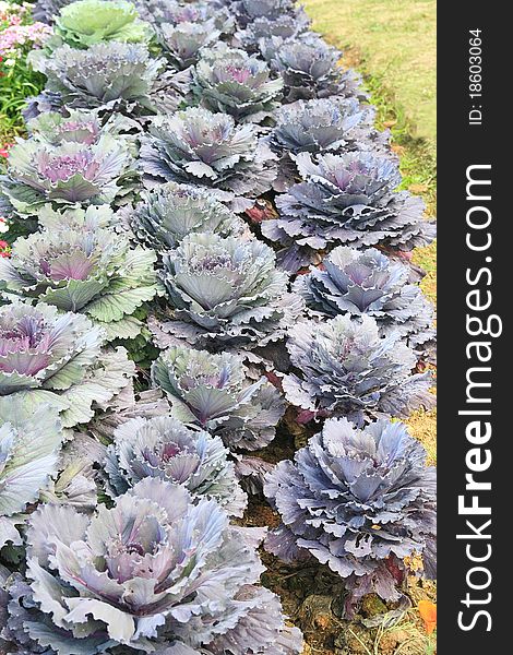 Purple Cabbage Garden