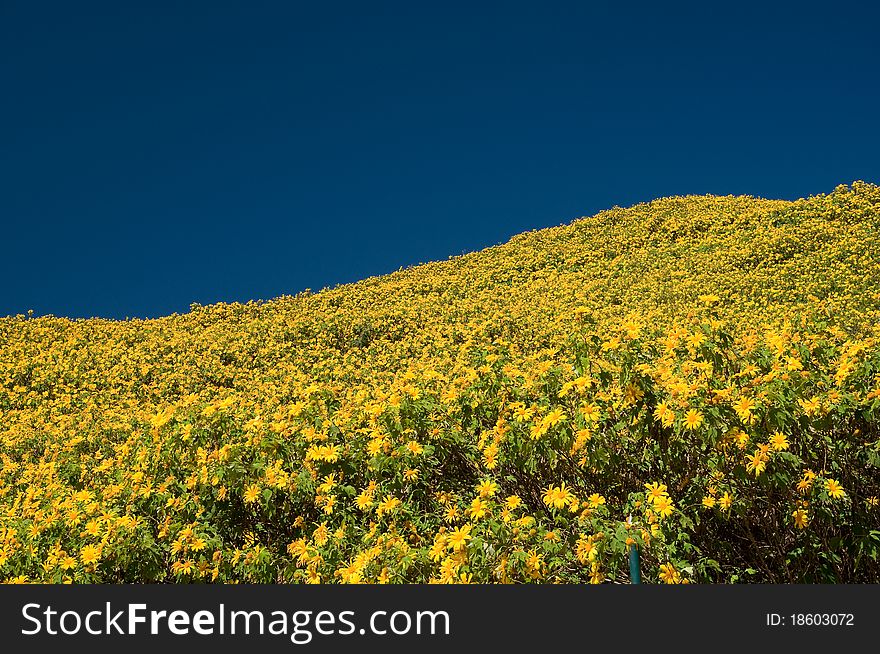 Wild-sunflower on mountain