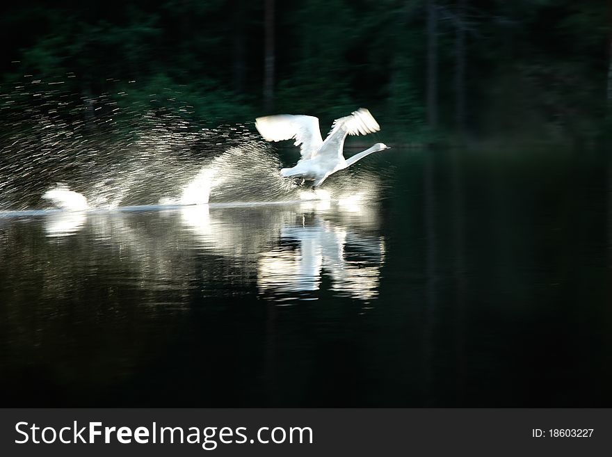 White Swan soars above the dark water, raising the fountains splashing. White Swan soars above the dark water, raising the fountains splashing