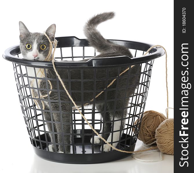 A pet cat caught in a plastic laundry basket, dragging yarn behind him. Isolated on white. A pet cat caught in a plastic laundry basket, dragging yarn behind him. Isolated on white.