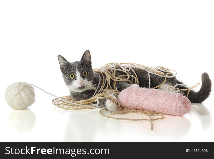 Yarn-Tangled Kitty