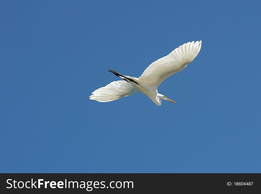 Belize, Placencia, white stork o blue sky background