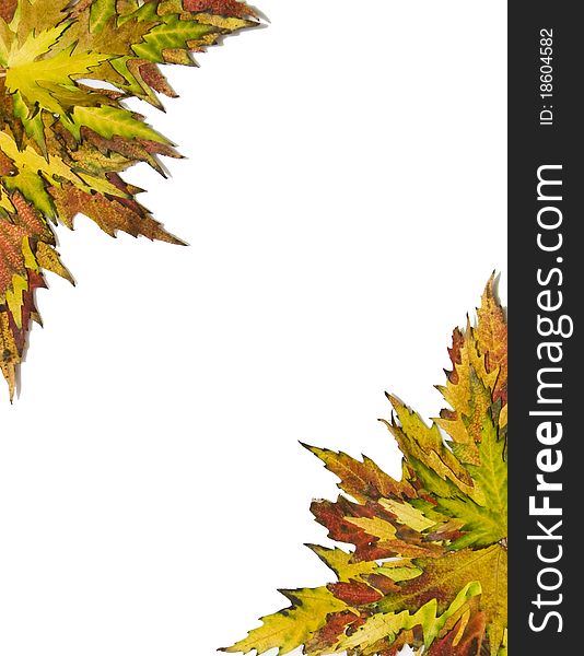 Scope with autumn leaves on a white background