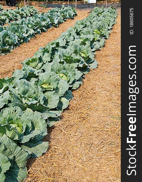 Cabbage farm food vegetable fresh