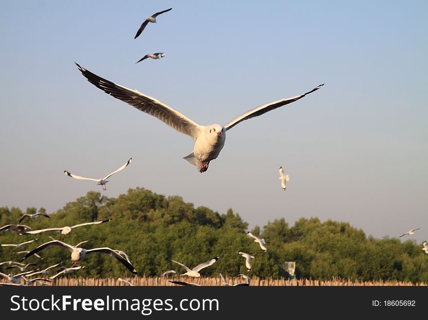 Seagull flying on the beach.