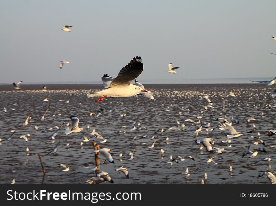 Seagull flying on the beach.