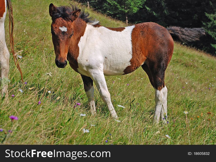 Foal On A Summer Pasture