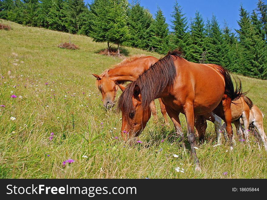 Horse on a hillside in a summer landscape under the dark blue sky.