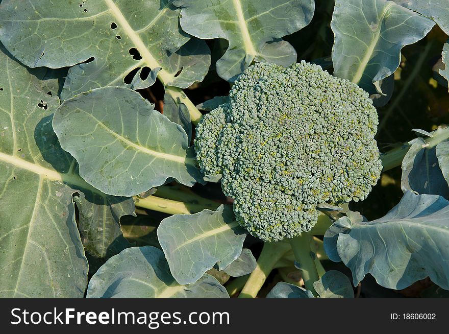 Vegetable cauliflower food farm fresh