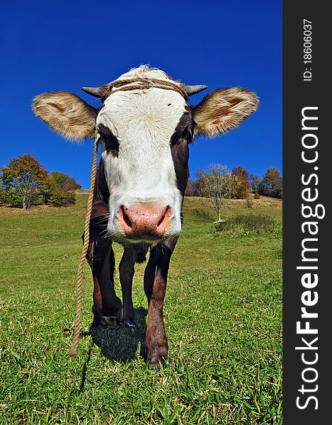 The calf on a summer pasture in a rural landscape under clouds