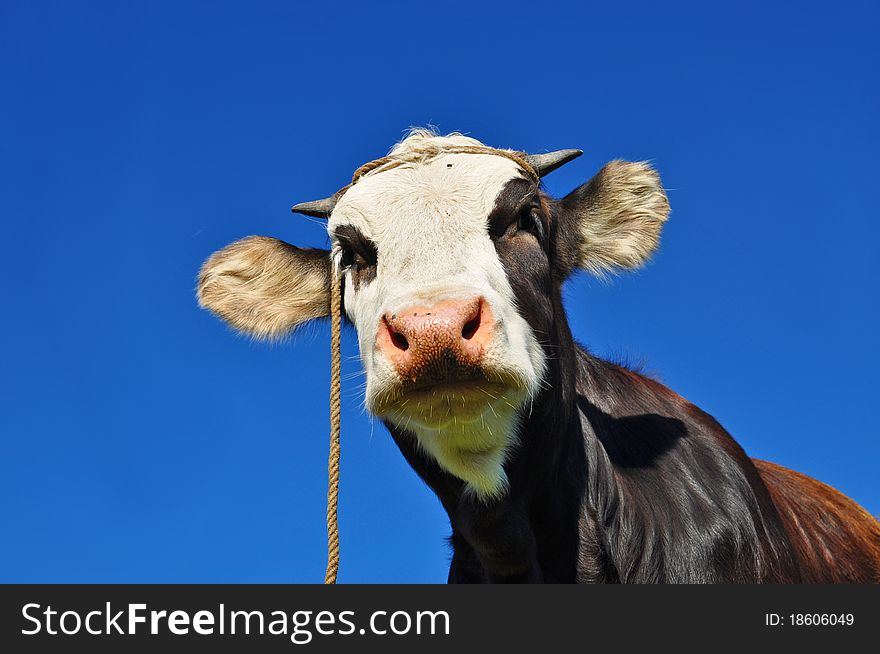 The calf on a summer pasture in a rural landscape under clouds