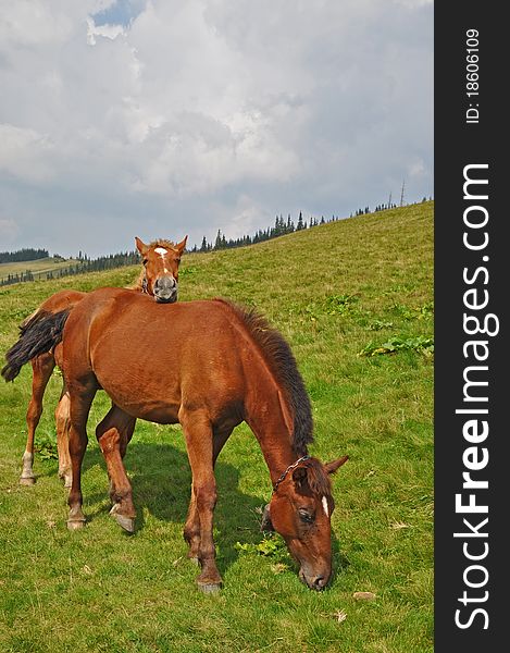 Horse on a hillside in a summer landscape under the dark blue sky.