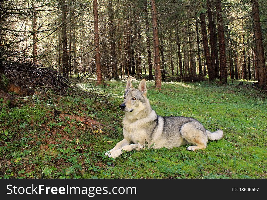 Wolf Czechoslovakian in Forest Italy