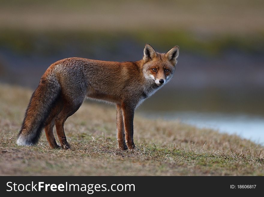 A red fox posing in the dunes