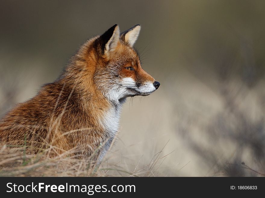 A red fox posing in the dunes