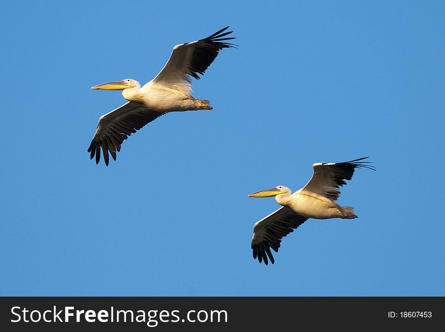Two White Pelicans in flight