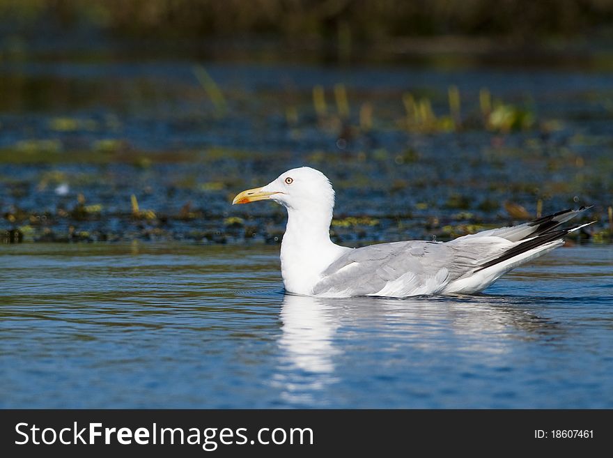 Caspian Gull or Yellow Legged Gull