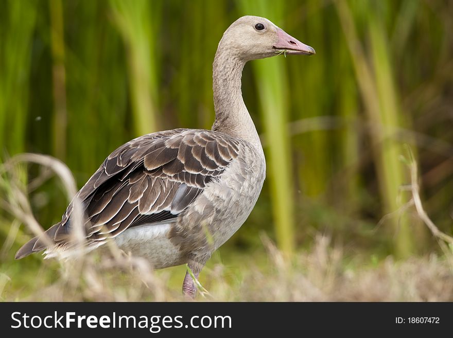 Greylag Goose (Anser anser) in Danube Delta