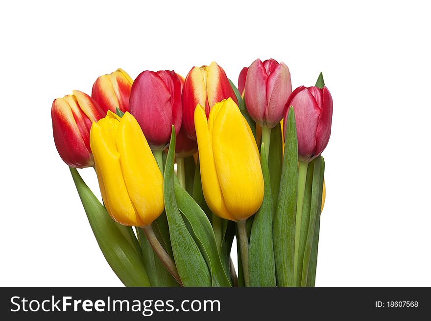 Bunch of different colored tulips on a white background