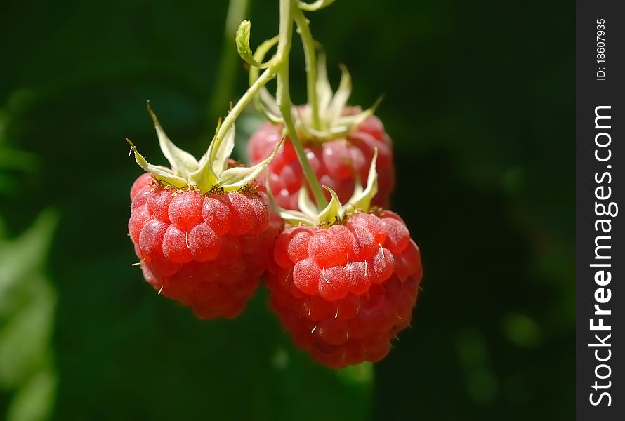 Fresh raspberries on the branch