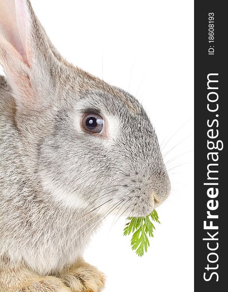 Close-up rabbit eating leaf, isolated on white