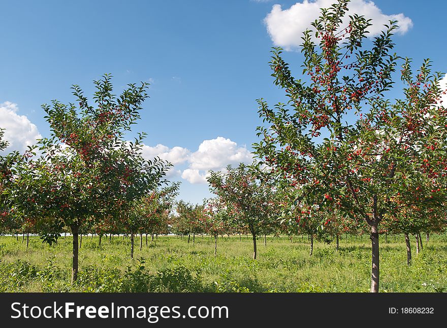 Ripening cherries on orchard tree. Ripening cherries on orchard tree