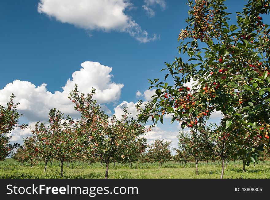 Ripening cherries on orchard tree. Ripening cherries on orchard tree