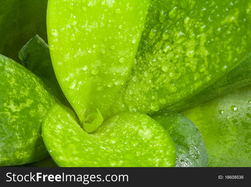 Leaves of succulent with water drops, macro