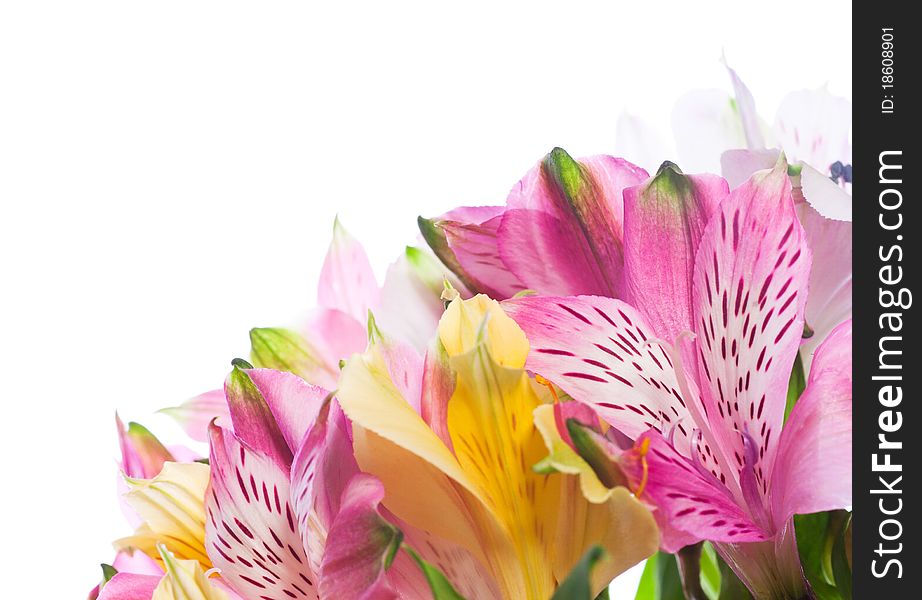 Bunch of alstroemeria flowers isolated on white background