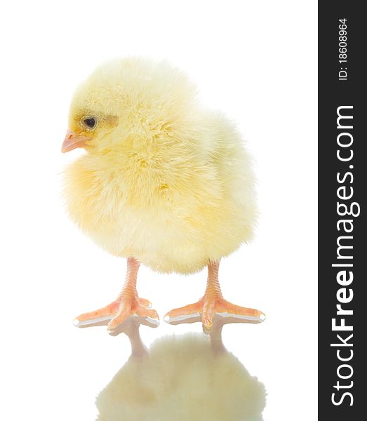 Single chick with reflection, isolated on white