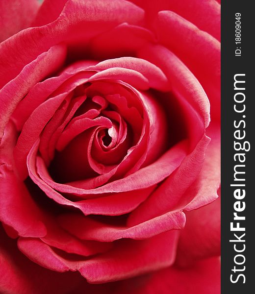 Inside of red rose