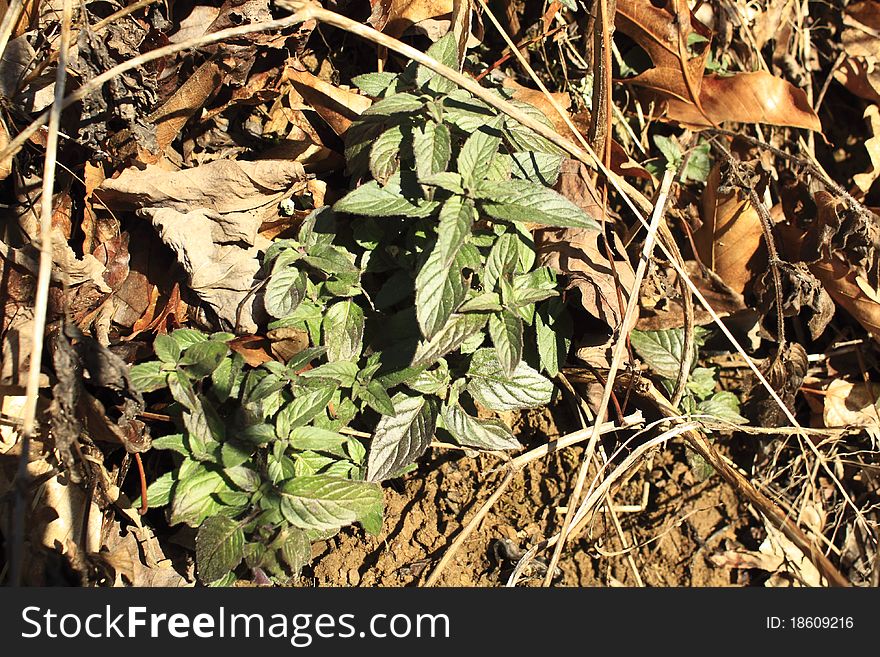Fresh green spearmint among old leaves