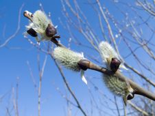 Blooming Buds Of Willow Stock Image