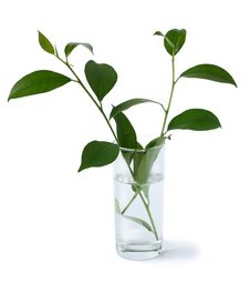 Branch With Green Leaves Stock Image Branch With Green Leaves Stock Image
