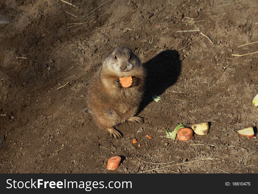 Black-tailed Prairie Dog. It's eating the carrot.