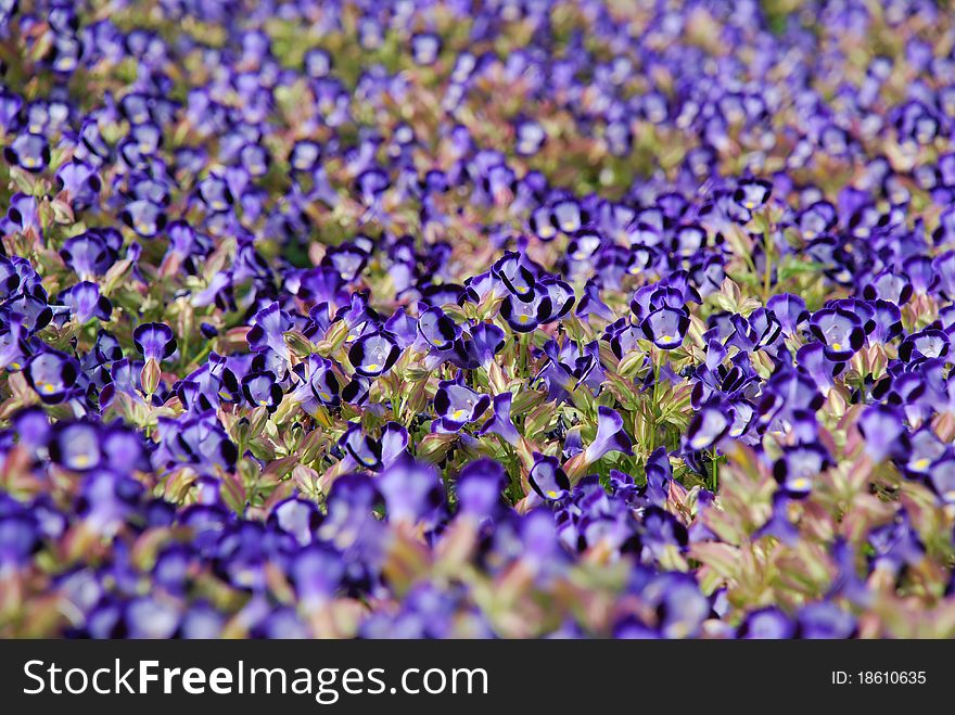 Blooming Dense Flower Bed Of Blue Flowers