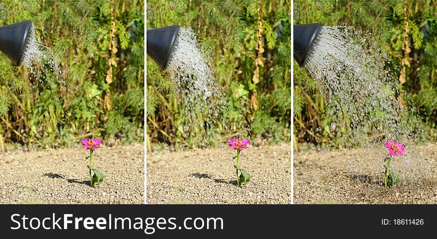 Watering A Flower Two