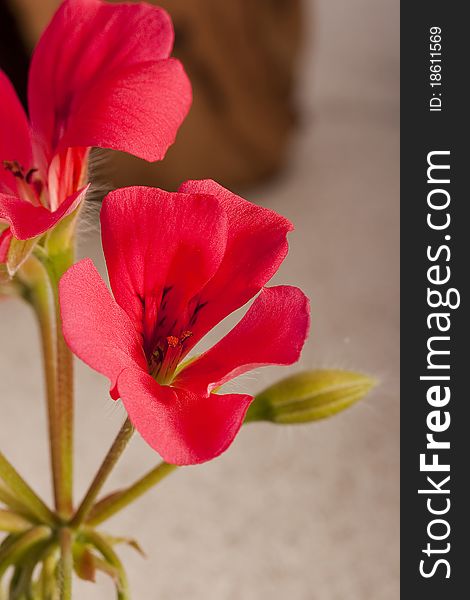 Pink geranium flower in the wild catch.