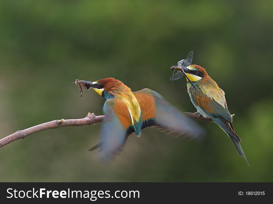 Two European bee eater on branch with flydragons. Two European bee eater on branch with flydragons