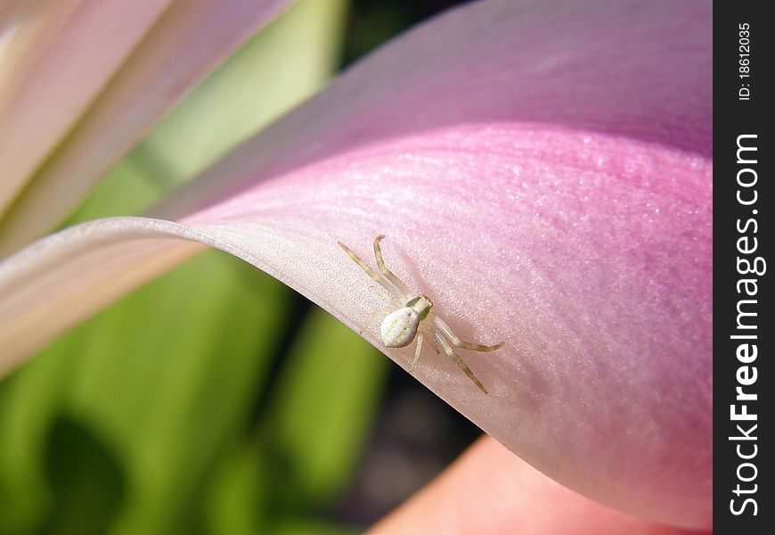 Crab Spider on a lily waiting for its prey