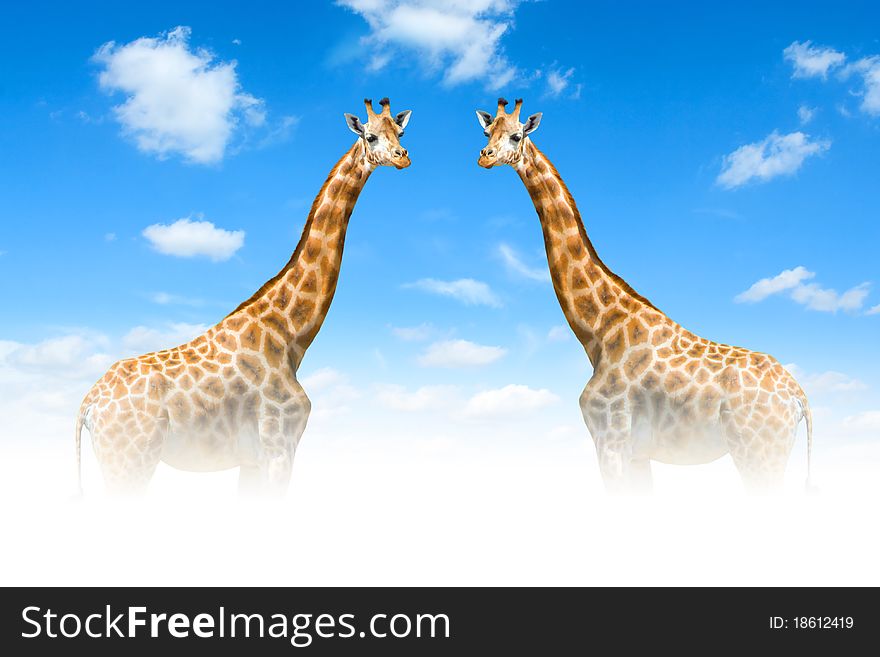 Two giraffes in white clouds