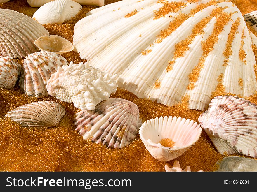 Shells on golden sand