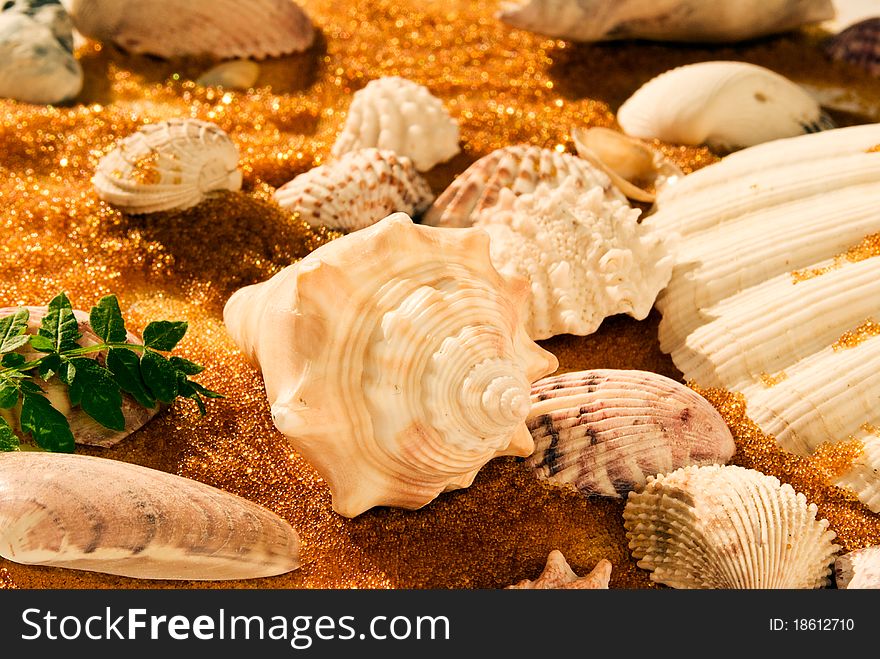 Horizontal snapshot of tropical seashells on the sand. Horizontal snapshot of tropical seashells on the sand.