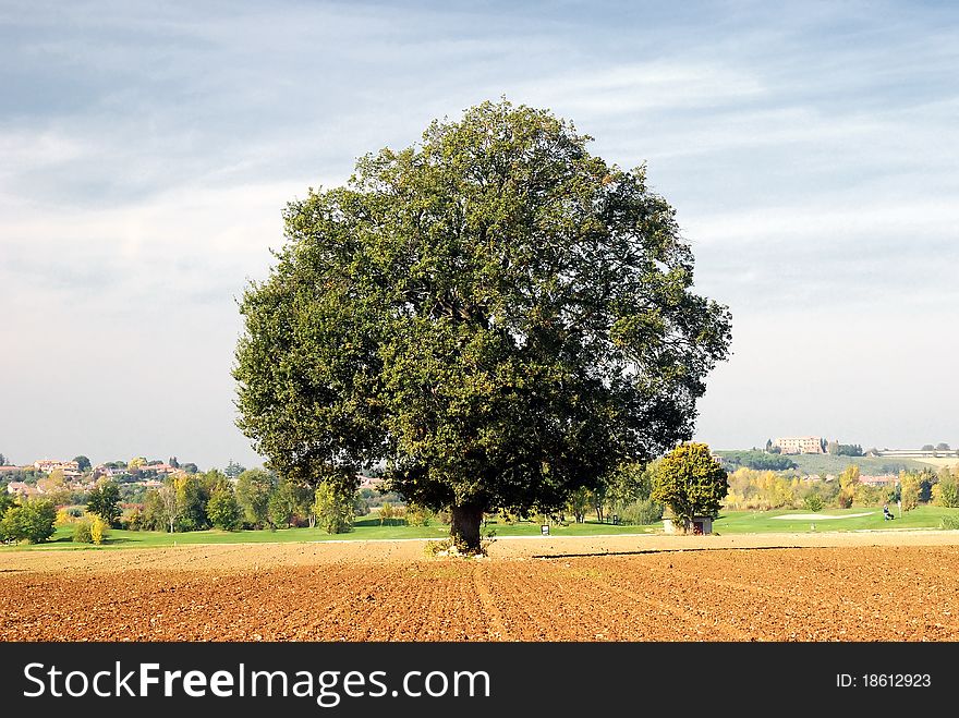 Old oak isolated in empty field. Old oak isolated in empty field