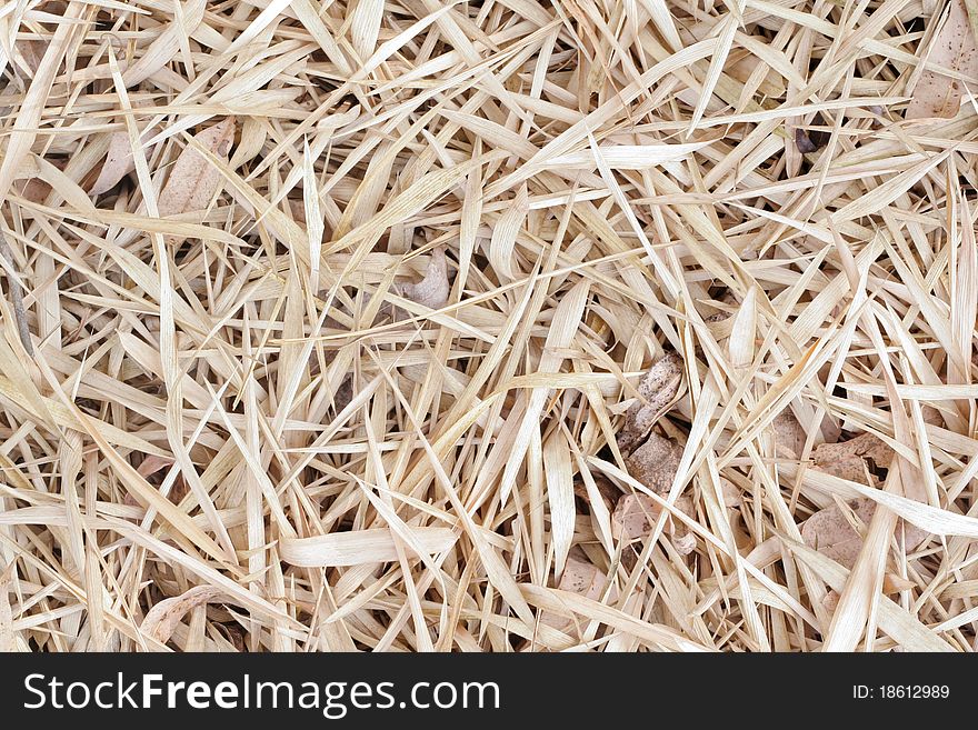 Dried Bamboo Leaves