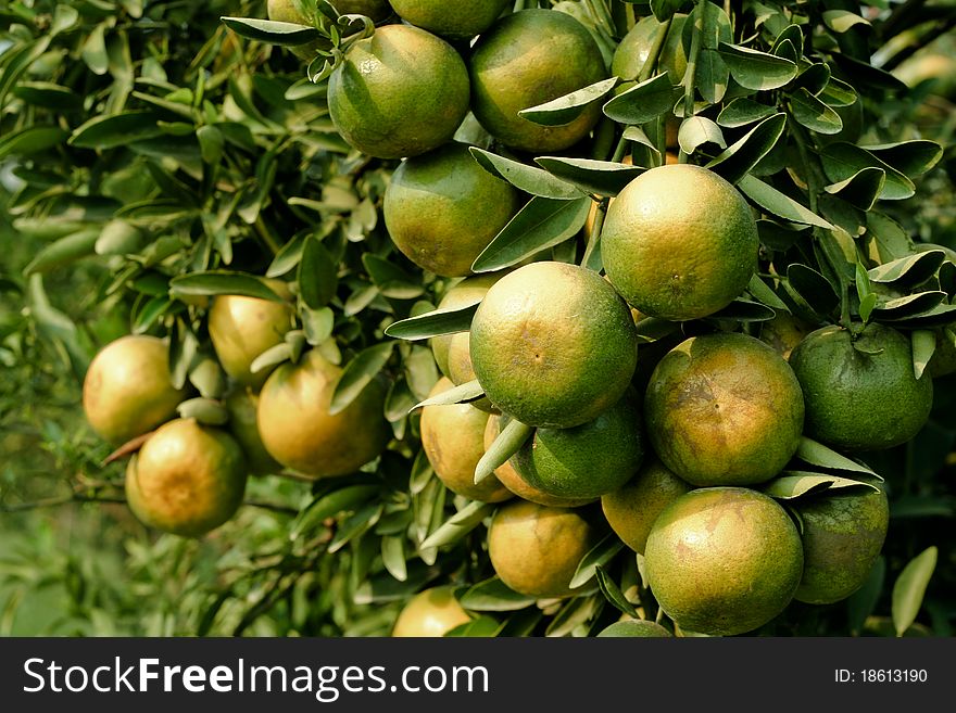 Orange raw on a tree