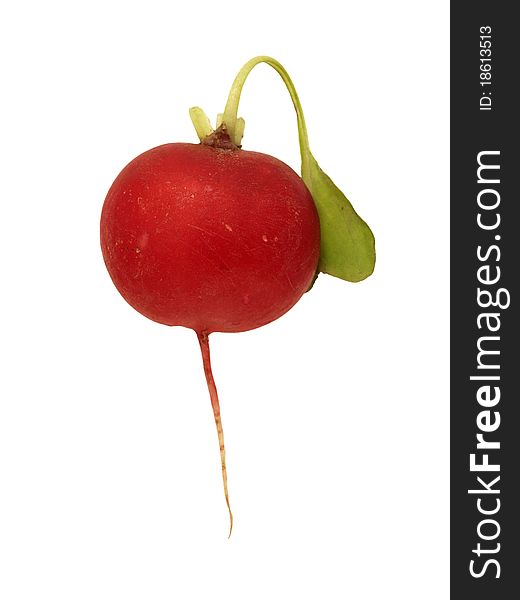 A fresh red radish isolated on a pure white background