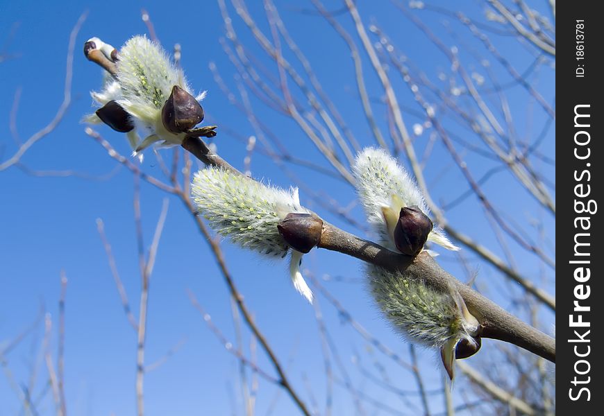 Blooming buds of willow. spring