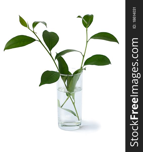 Branch with green leaves in a glass of water on a white background