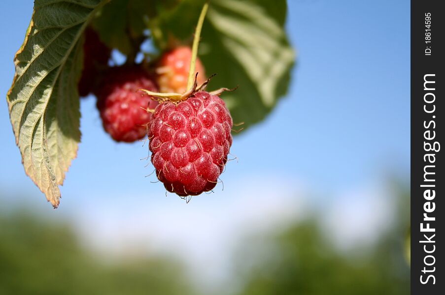 Red-ripe raspberry on a branch.